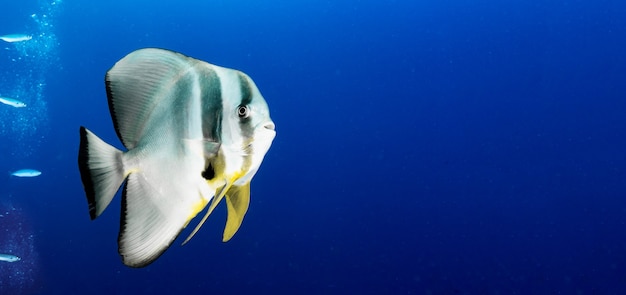 Witte en gele vissen zwemmen