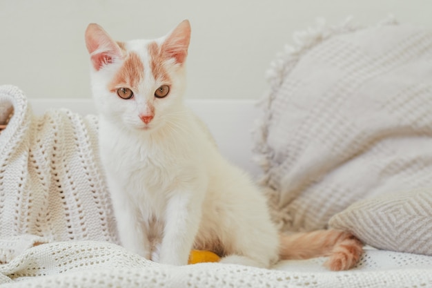 Witte en gemberkat 3-4 maanden zit op een lichte deken. Kitten met voet, verbonden met geel verband