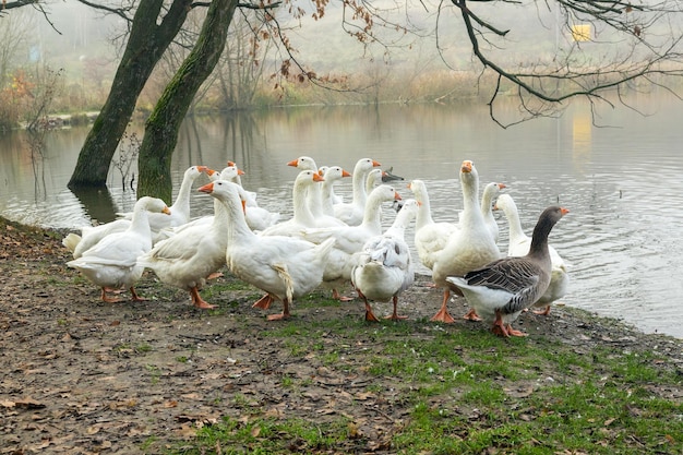 Witte en grijze ganzen zwermen door het water Landbouw Zwerm ganzen bij het meer Landbouw Binnenlandse ganzen bij de vijver