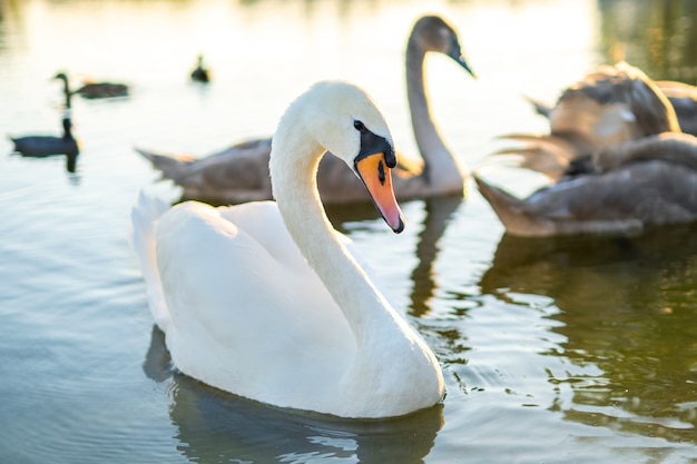 Witte en grijze zwanen die in de zomer op meerwater zwemmen.