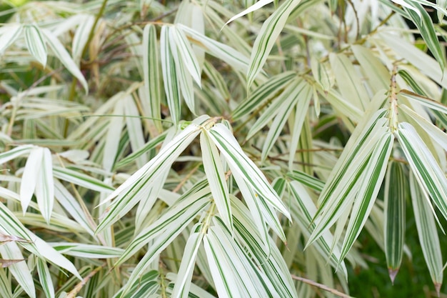 Witte en groene bladeren van bamboe Bonte planten