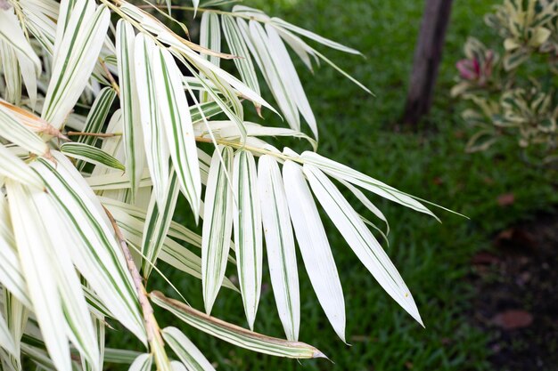 Witte en groene bladeren van bamboe Bonte planten