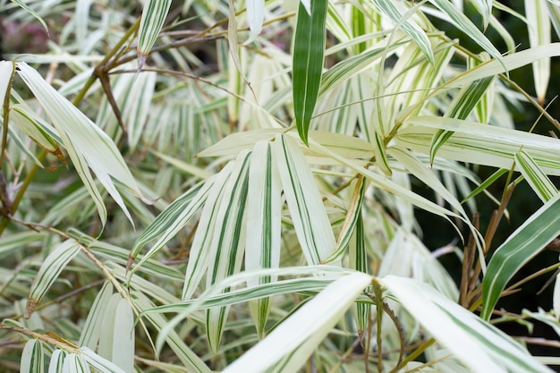 Witte en groene bladeren van bamboe Bonte planten