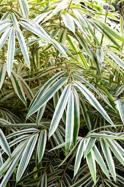 Witte en groene bladeren van bamboe Bonte planten