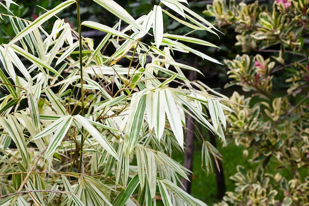 Witte en groene bladeren van bamboe Bonte planten