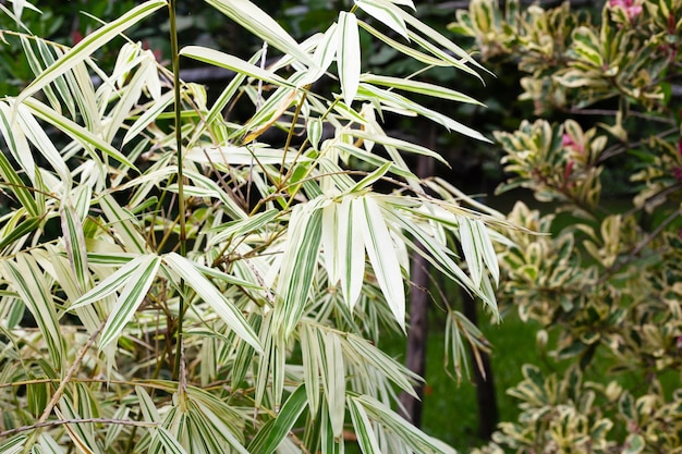 Witte en groene bladeren van bamboe Bonte planten