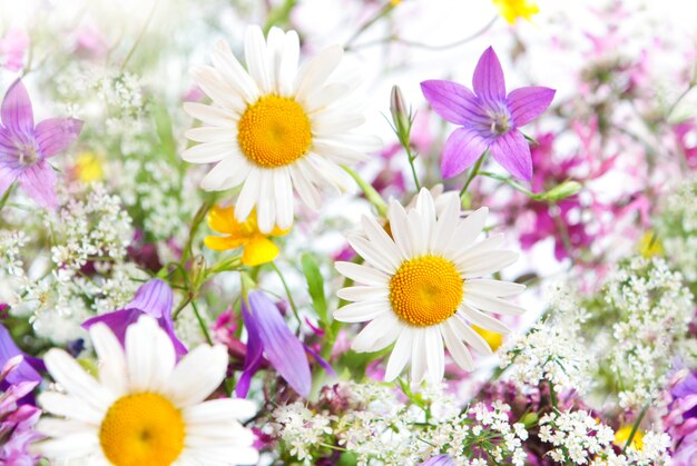 Witte en paarse bloemen op een witte achtergrond