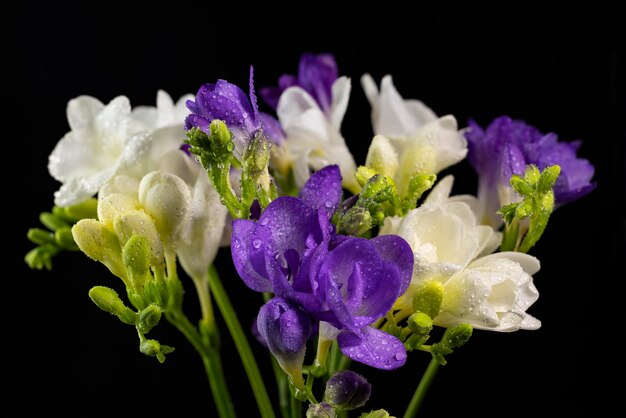 Witte en paarse fresia bloemboeket met druppels dauw macro geïsoleerd tegen een zwarte achtergrond De tak van fresia met bloemenknoppen Vroege lentebloemen close-up