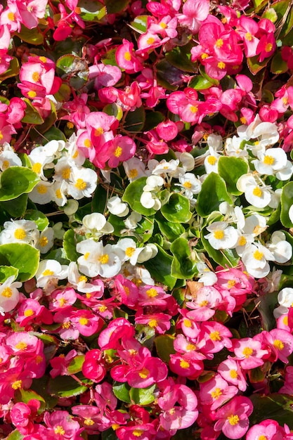 Witte en rode huisbloemen in een close-up van de bloempot voor background