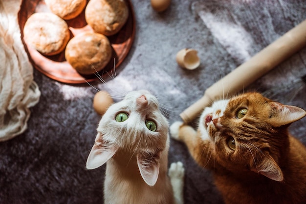 Witte en rode katten kijken op en vragen om eten