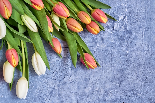 Witte en rode tulpen op blauwe achtergrond.