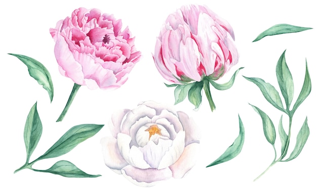 Foto witte en roze aquarel peony bloemen en bladeren set hand getrokken botanische illustratie geïsoleerd op