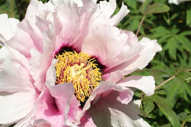 Witte en roze bloem van een boompioen