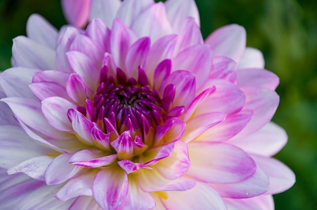 Witte en roze dahlia met groene onscherpe achtergrond Hoge kwaliteit foto CloseUp