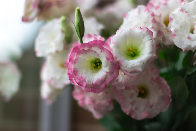 Witte en roze eustoma close-up. Selectieve focus