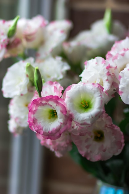 Witte en roze eustoma close-up. Selectieve focus