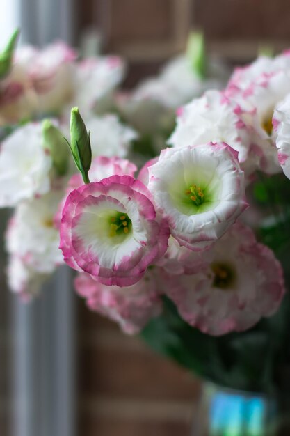 Witte en roze eustoma close-up Selectieve focus