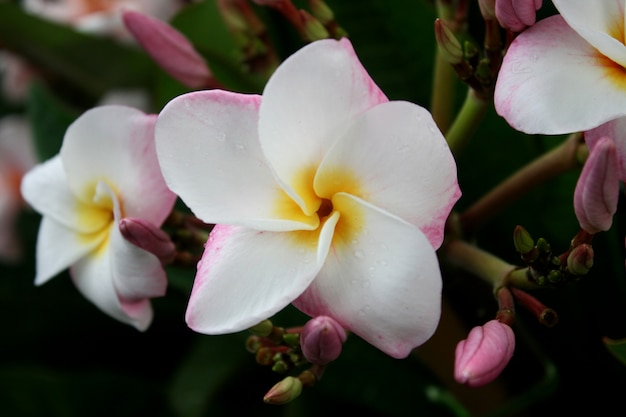 Witte en roze frangipanibloemen