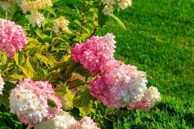 Witte en roze hortensia of hortensia in een tuin