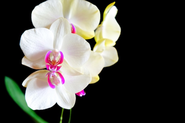 Witte en roze orchideeën geïsoleerd op zwarte achtergrond