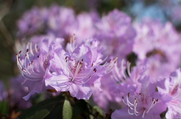 Witte en roze Rhododendron mucronulatum bloemen in lentetuin