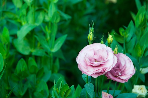 Witte en roze rozen in de tuinvintage kleurselectieve focusThailand roze rozen