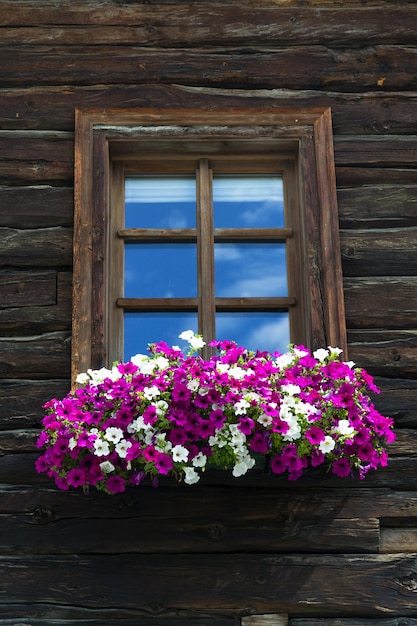 Witte en violette bloemen die het raam van een houten blokhut bedekken