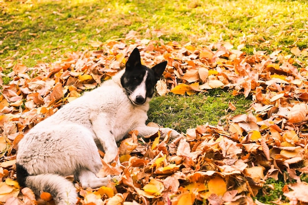 witte en zwarte hond in herfstbos