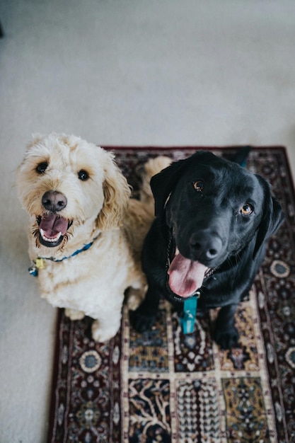 witte en zwarte honden