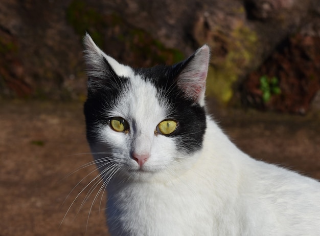 Witte en zwarte kat met ongewone felgele ogen.