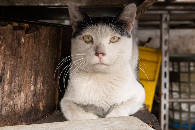 Foto witte en zwarte kat rusten onder een schaduw staren weg