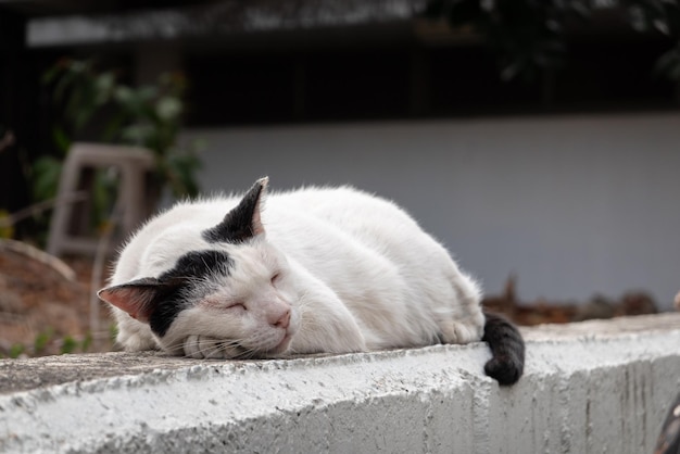 Foto witte en zwarte kat slaapt op een betonnen muur en ziet er vredig uit