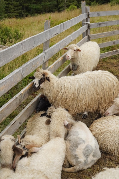 Witte en zwarte schapen koesteren zich naast elkaar bij een houten hek in de natuur