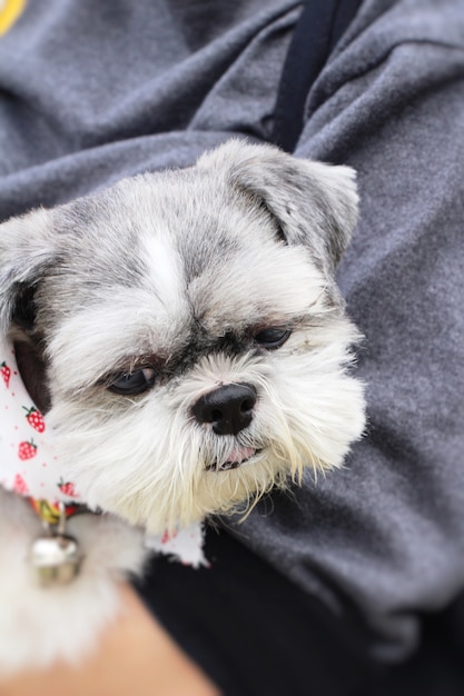 Witte en zwarte schattige hond staren