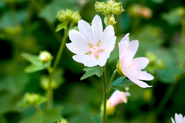 Witte engel of wrightia antidysenterica bloemen groeien in een groene achtertuin of tuin tegen de achtergrond van een natuur Prachtige bloeiende planten bloeien bloeien en bloeien in de lente