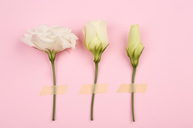 Witte Eustoma-bloemen op een rij op roze achtergrond