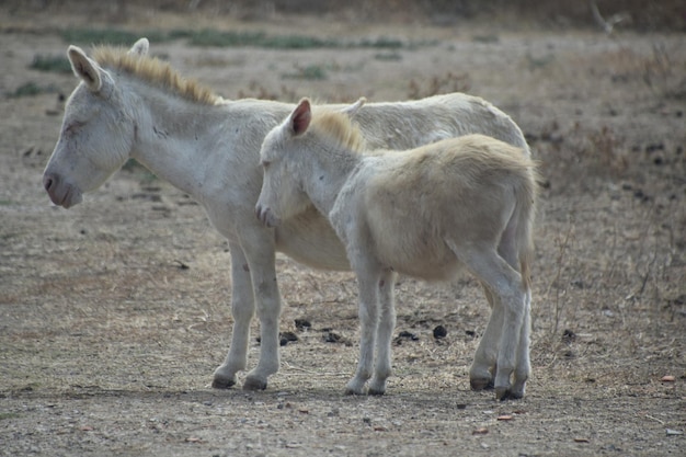 Foto witte ezels staan in een veld.