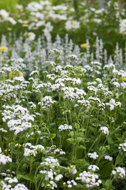 Witte flossbloemen of ageratum houstonianum in de zomertuin