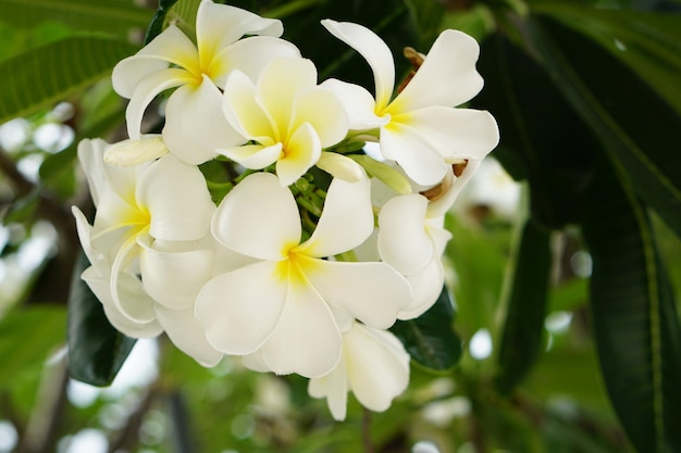 witte frangipani bloemen in het park