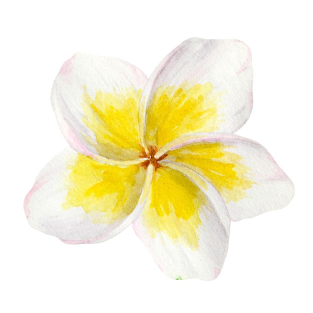 Witte frangipani illustratie aquarel met de hand getekende clip art van exotische bloemen plumeria tropische