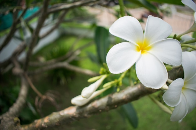 Witte Frangipani op de frangipani-boom.