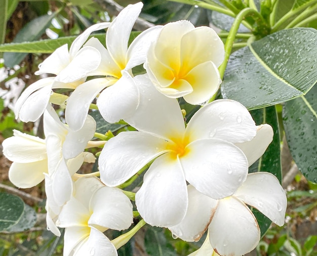 Witte Frangipani witte Plumeria Tempelboom Begraafplaatsboom De bloemen bloeien in de tuin