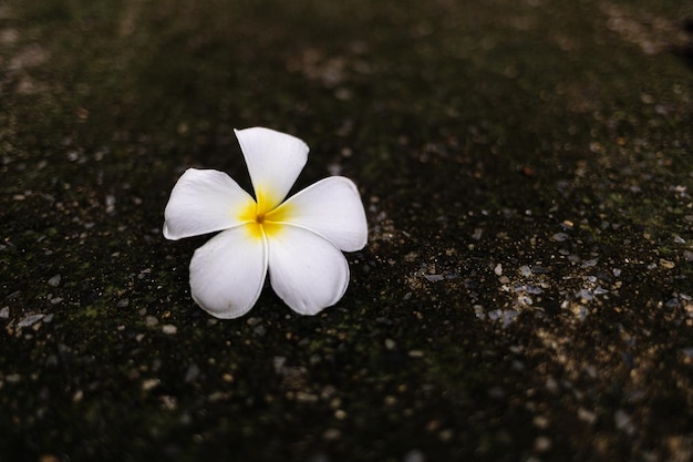 Witte frangipanibloem op de cementvloer Thailand