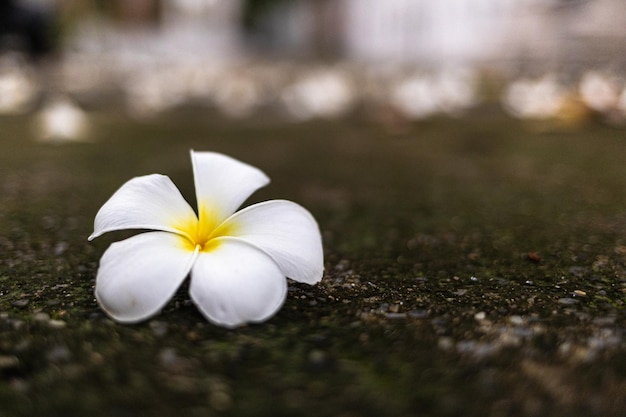 Witte frangipanibloem op de cementvloer Thailand