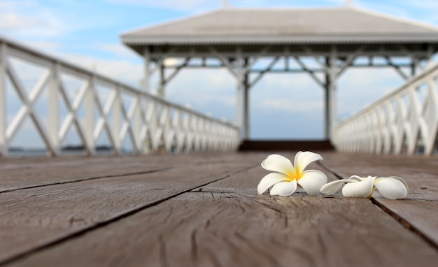 Witte frangipanibloem, plumeriabloem op de houten brug