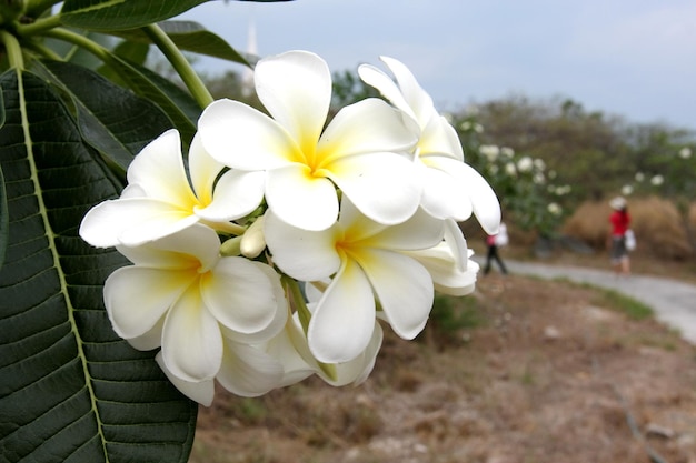 Foto witte frangipanibloemen op een boom in de tuin