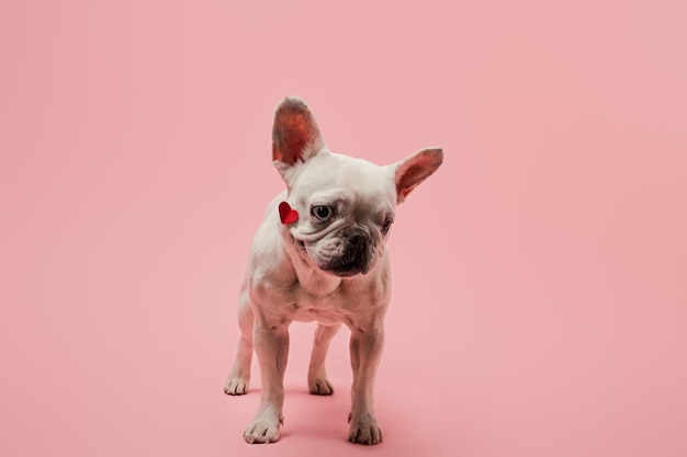 Witte franse bulldog met rood hart op snuit en zwarte neus op roze achtergrond