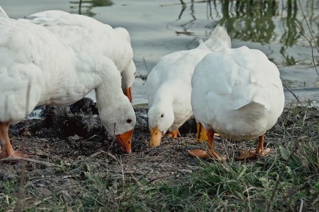 Witte gans dichtbij meer. Eend gans in de natuur tot het laatste uur. Een zwerm witte ganzen die samen genieten van hun buddytijd