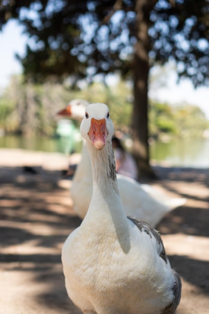 Witte gans die recht in de camera kijkt