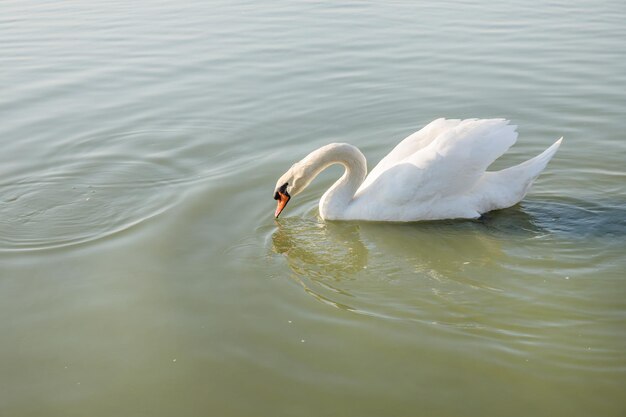 Witte gans in de vijver en kijkend naar mensen focus selectief